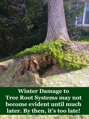 Winter Storms Lead to Hidden Dangers uprooted tree root system